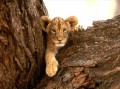 Cute Lion Baby